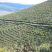 Repoblación forestal (Guadalajara). Foto: J.M. Villares (MITECO)