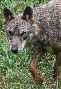 Lobo (Canis lupus) Autor: Ricardo Gómez Calmaestra (MITECO)