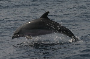 Imagen del delfín mular @ Alnitak