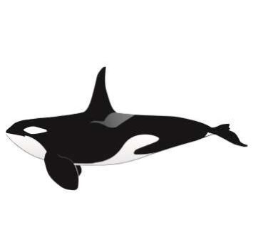 Orca