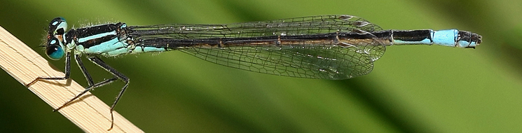 Caballito del diablo de cola azul, Ischnura graellsii. Autor: Ricardo Gómez Calmaestra 