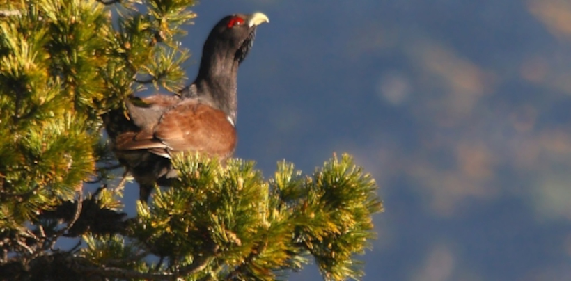 Urogallo cantábrico (Tetrao urogallus). Autor: Ricardo Gómez Calmaestra