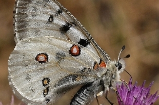 Mariposa apolo, Parnassius apollo. Autor: Ricardo Gómez Calmaestra 