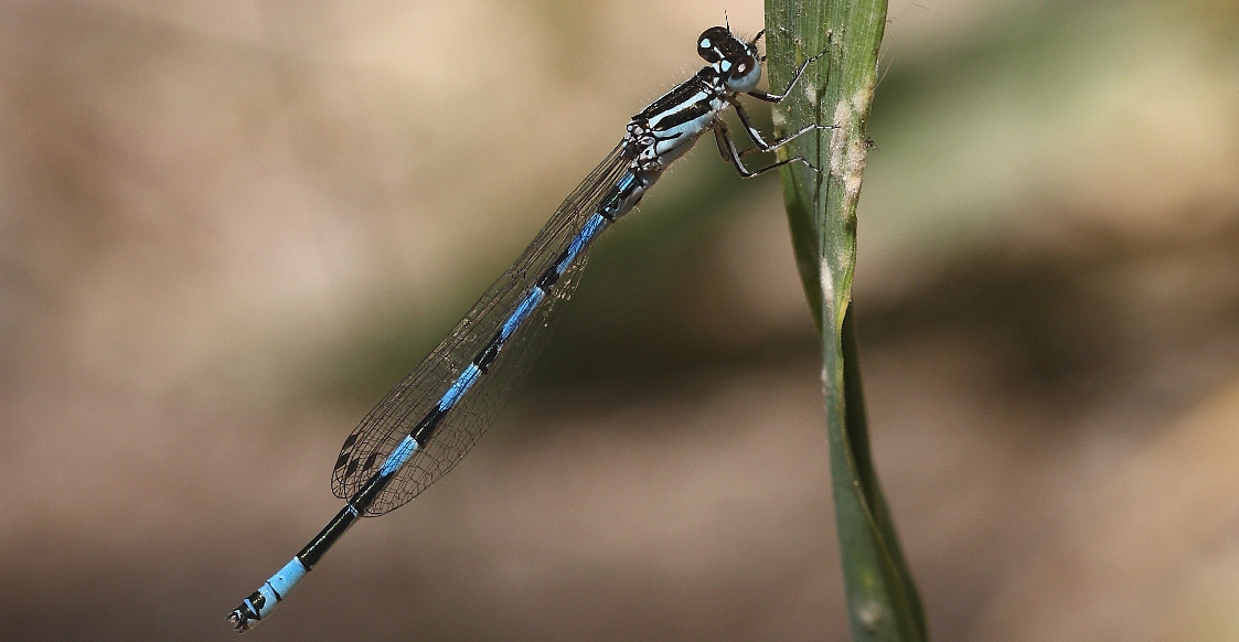 Coenagrion mercuriale. Caballito del diablo: Autor: Ricardo Gómez Calmaestra 