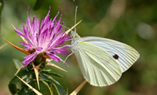 Fotografía de una mariposa (pieris-rapae) posada en una flor. Autor: Ricardo Gómez Calmaestra