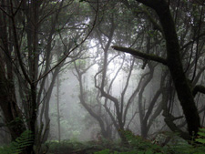 Fotografía de un bosque con niebla. Autor: Daniel Serrano Gadea