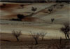 Cultivos de almendros en las zonas altas de la Cuenca, que se extienden por las llanuras de la comarca Guadix-Baza, sector de Jauca, a cotas entre 900 y 1000 m. Almería.
