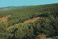 Trabajos de repoblación en la Sierra de Filabres (Almería)