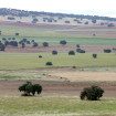 Dehesa. Foto: Juan Manuel Villares (BDN MAGRAMA)