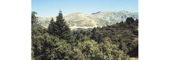 Fotografía de un bosque con una montaña al fondo