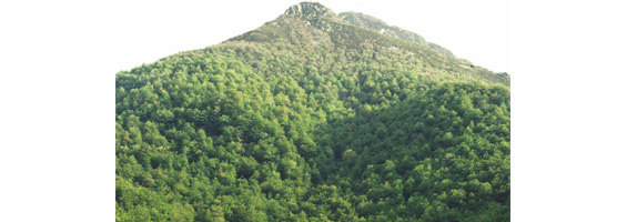 Fotografía de una montaña y un bosque