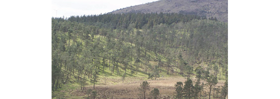 Fotografía de un bosque