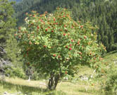 Arbol frutal