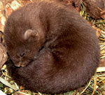 Visón europeo. (Mustela lutreola) Autora: Victoria Asensio