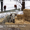 Reserva de la Biosfera del Real Sitio de San Ildefonso-El Espinar: vaca y caballos en pradera nevada