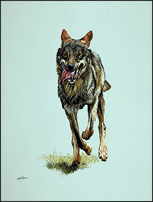 Retratos de Fauna: lobo