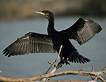 El cormorán grande [M.A. de la Cruz Alemán]