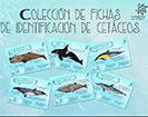 Colección de fichas de identificación de cetáceos