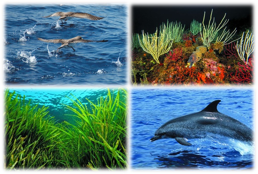 Arriba, izquierda: pardelas cenicientas atlánticas (© Enrique Talledo). Arriba, derecha: gorgonias blancas y morena común (@ Juan Carlos Calvín). Abajo, izquierda: pradera de Posidonia oceanica (@ Juan Carlos Calvín). Abajo, derecha: delfín moteado (© Carlos Minguell).