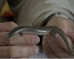 Eslizón de chafarinas (Chalcides parallelus)