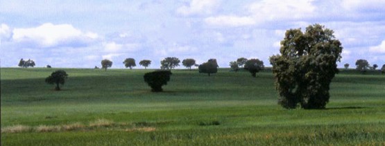 Encinas dispersas entre las tierras cultivadas