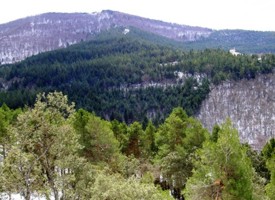 Aspecto invernal de la finca de Ribavellosa, con manchas de bosque autóctono entre plantaciones de pino