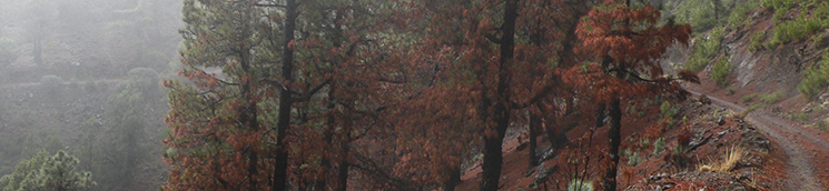 Daños en pinar [Árbol Técnicos, s.l.]