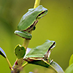 Anfibios