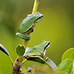 Seguimiento de anfibios: Plan de seguimiento [Foto: J.M. Pérez de Ayala]