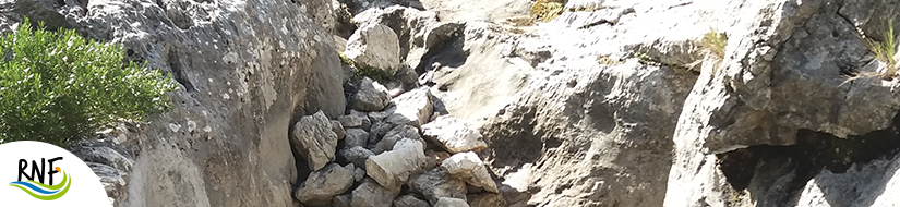 Reserva Natural Fluvial Torrent de Comafreda - Picarols