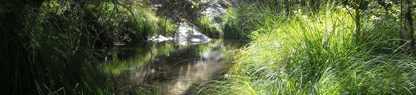 Reserva natural fluvial del río Arbillas