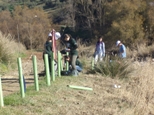 Imagen plantando arboles