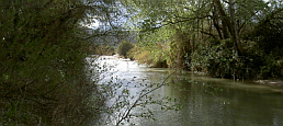 Recuperación de bosque de ribera del río Segura, desde confluencia río Mundo-Cieza