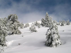 Paisaje nevado con árboles. Autor: Vicente Sandoval