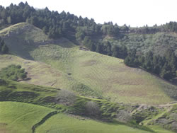 Paisaje con repoblación de pinos. Autor: Juan Manuel Villares Muyo