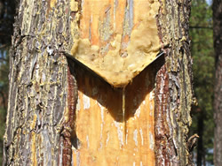 Detalle de un árbol resisnando. Autor: Juan Manuel Villares Muyo