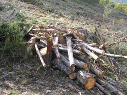 Árboles cortados para la producción de madera y leña. Autora: Cristina Viejo