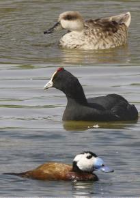 Cerceta pardilla (Marmaronetta angustirostris), focha moruna (Fulica cristata) y malvasía cabeciblanca (Oxyura leucocephala) Autor: Ricardo Gómez Calmaestra