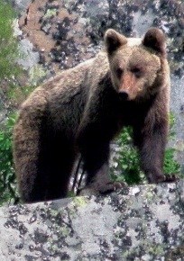 Oso pardo en Pirineos (Ursus arctos) Autor: Fundación Oso Pardo