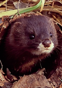 Visón europeo (Mustela lutreola) Autor: David Quintas