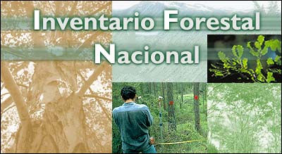 Composigión gráfica con árbol, bosque y el texto Inventario Forestal Nacional