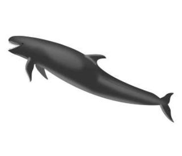 Falsa orca