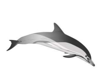 Delfin común