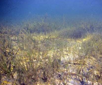 Praderas mediterráneas de Zostera