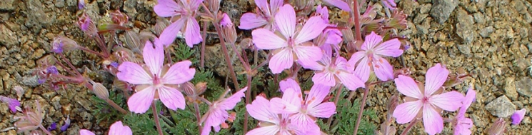 Geranio de El Paular, Erodium paularensis. Autora: Teresa Pereyra