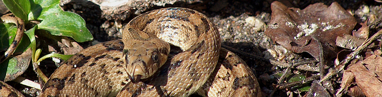 Culebra de escalera, Rhinechis scalaris. Autor: Ricardo Gómez Calmaestra 