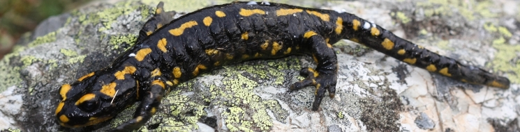 Salamandra común, Salamandra salamandra. Autor: Ricardo Gómez Calmaestra