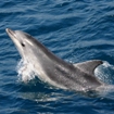 Delfín mular, Tursiops truncatus. Autor: ricardo Gómez Calmaestra
