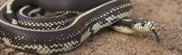 Culebra real de California (Lampropeltis californiae). Patrón normal lineal
Autor: Ramón Gallo Barneto