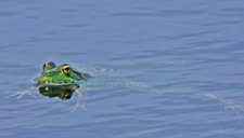 Fotografía de una rana perezi en el agua. Autor: Ricardo Gómez Calmaestra